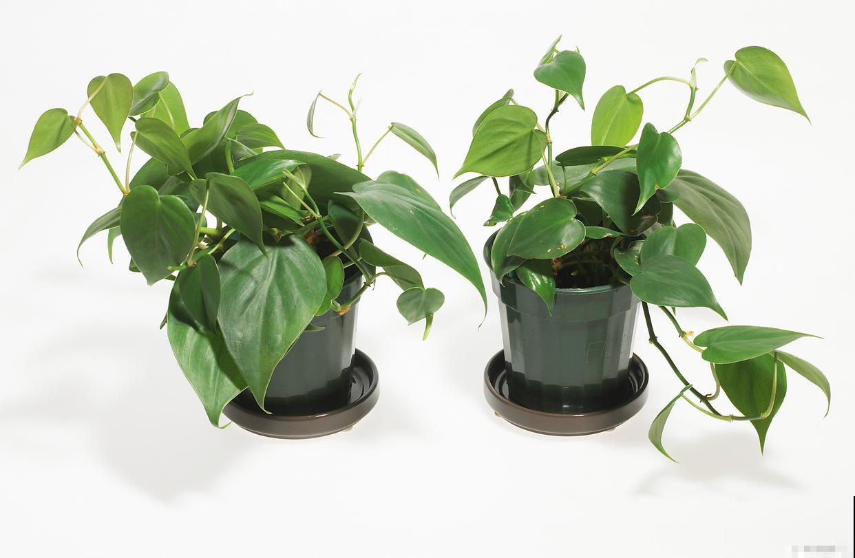 植物青苹果怎么养