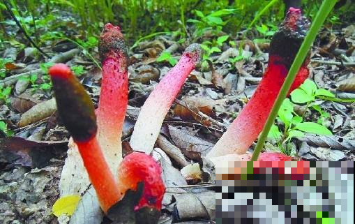 野草里冒出这东西模样怪，一碰黏满手鸡屎味，瞬间臭晕！