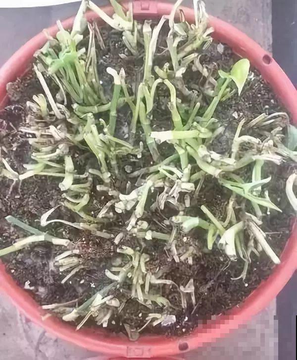 这4种花，想要度夏就得剪，新枝猛蹿，呼呼长成小瀑布！