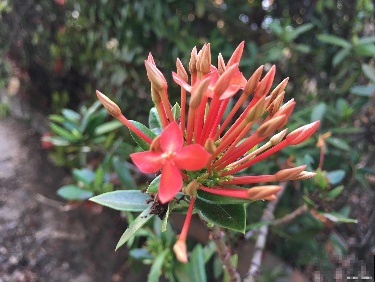 龙爪花怎么养殖？