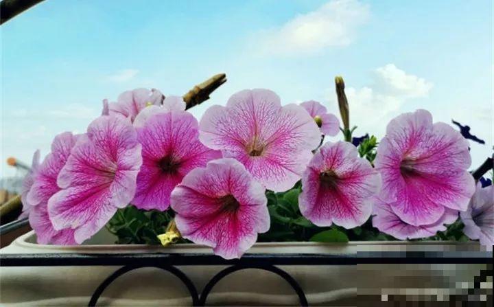 这20种花，一开就是上百天，阳台一年四季有花赏！