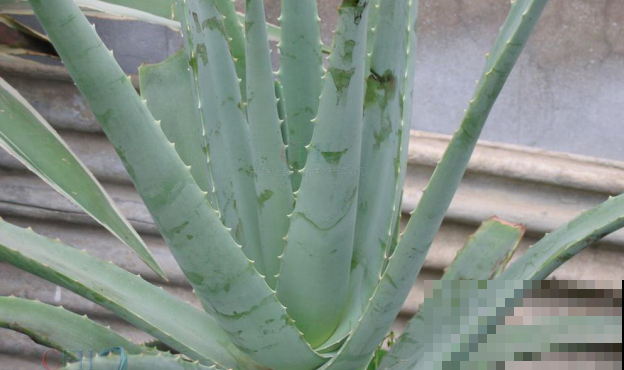 这5种花，摘片叶子就能泡水喝，越养越值！
