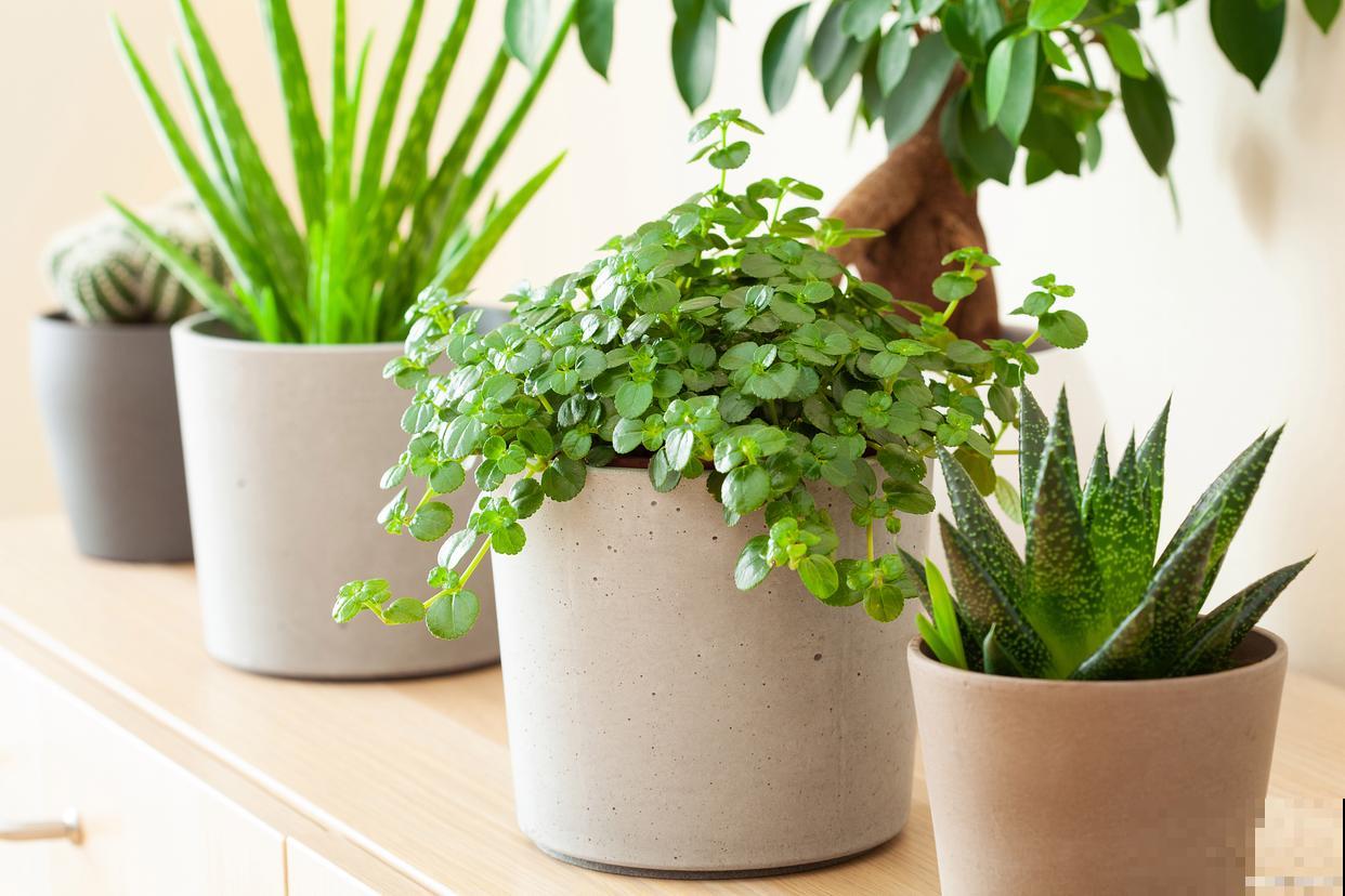 小盆栽植物怎么养
