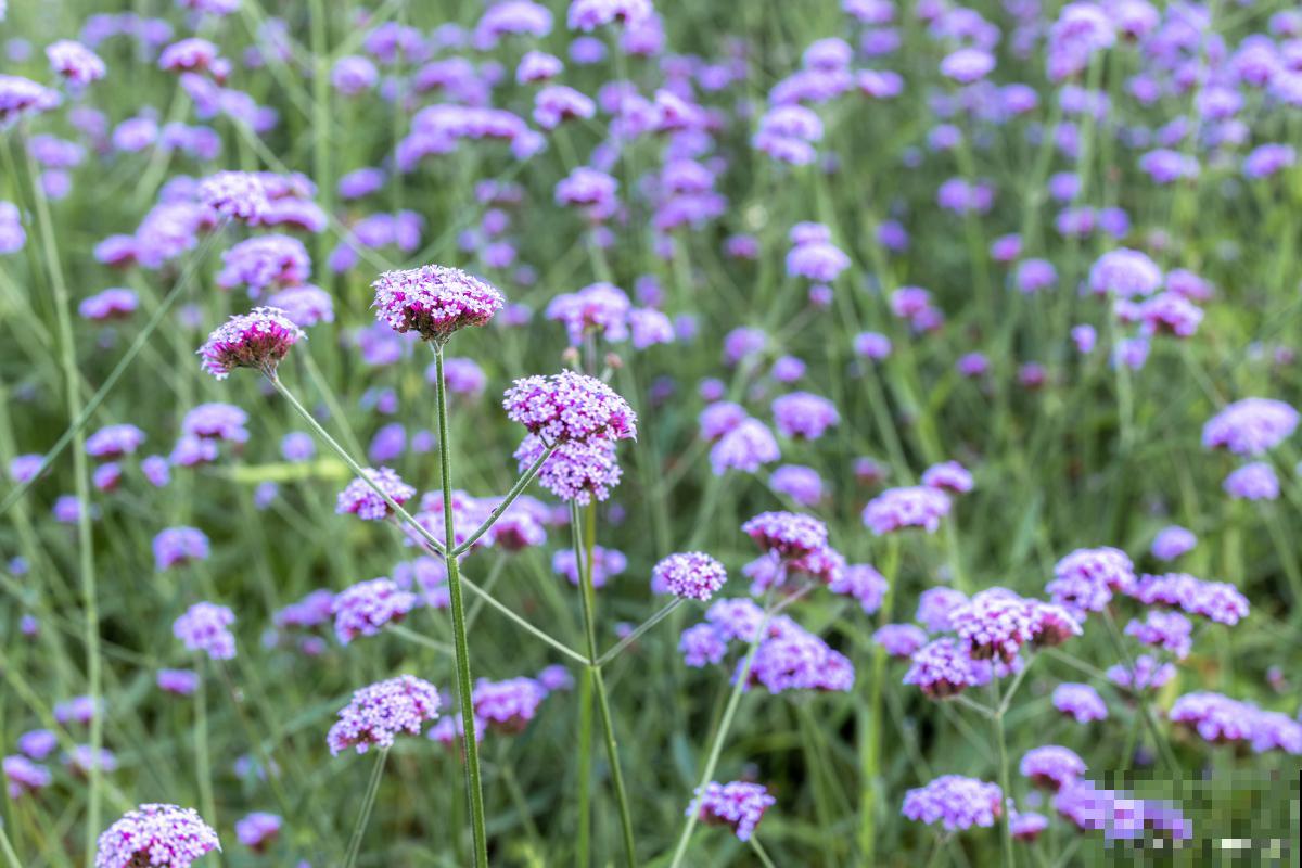 种什么花可以驱蚊子