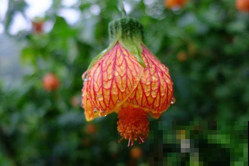 红火喜庆的风铃花，树枝满是红灯笼，这样的花卉还不心动？