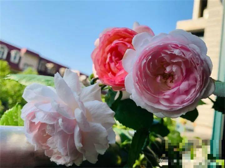 这20种花，一开就是上百天，阳台一年四季有花赏！