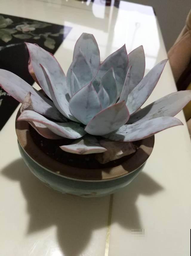 这3种植物堪称多肉届的颜值担当，家里养一盆，赏心悦目