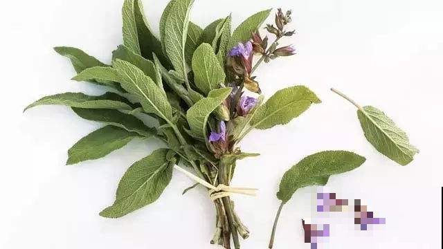 这花据说像老鼠尾巴？百闻不如一养，还能摘了炒菜吃！