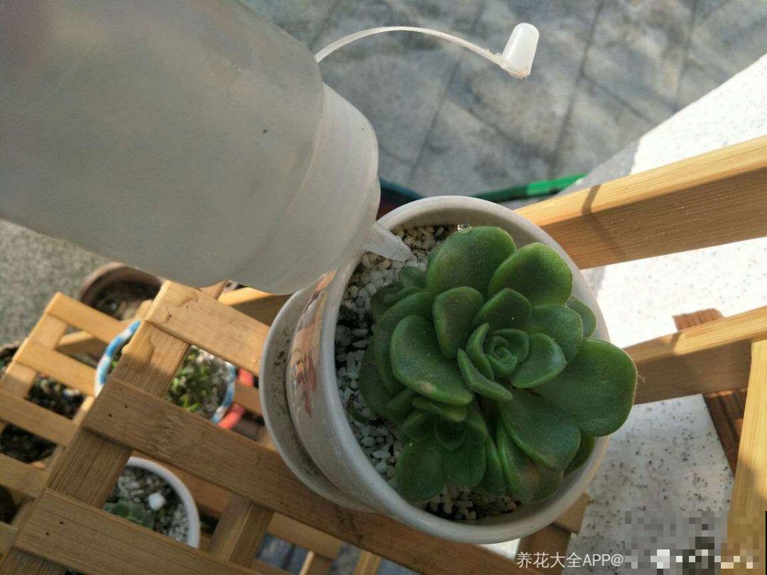 养多肉别用这种土，小心3天叶子掉光，7天只剩空盆！