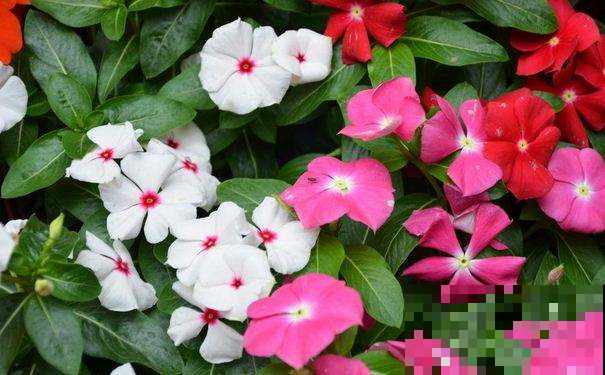 夏天阳台少不了长春花，越剪越长个，轻松开成大花球！