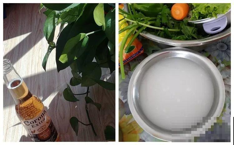 淘米水加点料，没有异味，肥效能翻10倍，养啥花都旺！