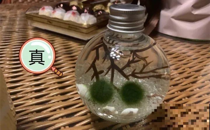 养了两个月的花，竟发现是假的？这些套路还真得摸清楚！