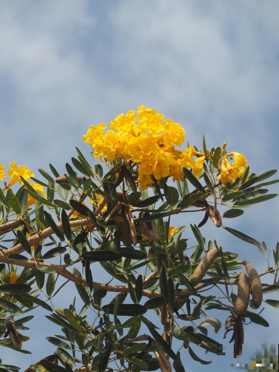 小金雀花怎么养？