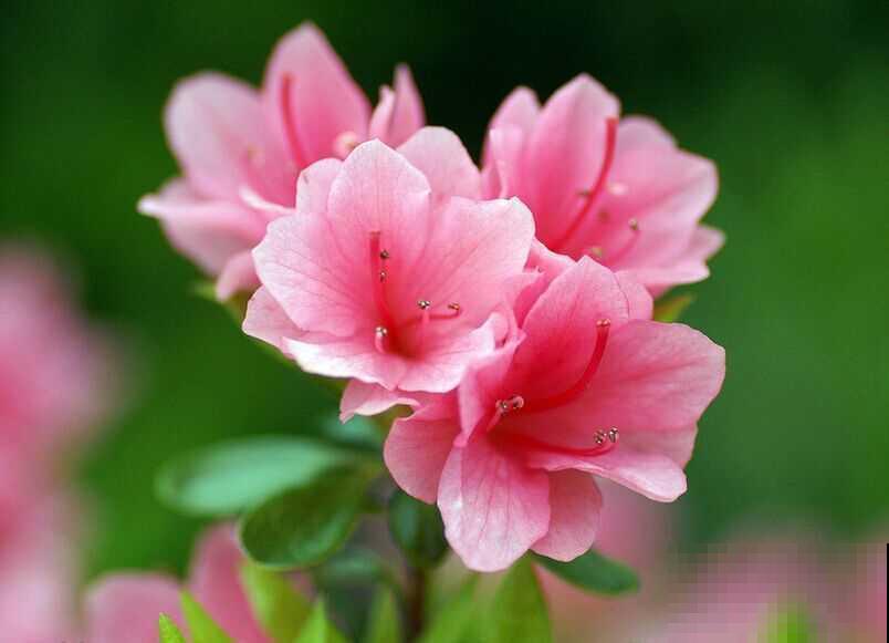 杜鹃花度夏成难题？抓紧修剪遮阴，不然虫子呼呼全都找上门！