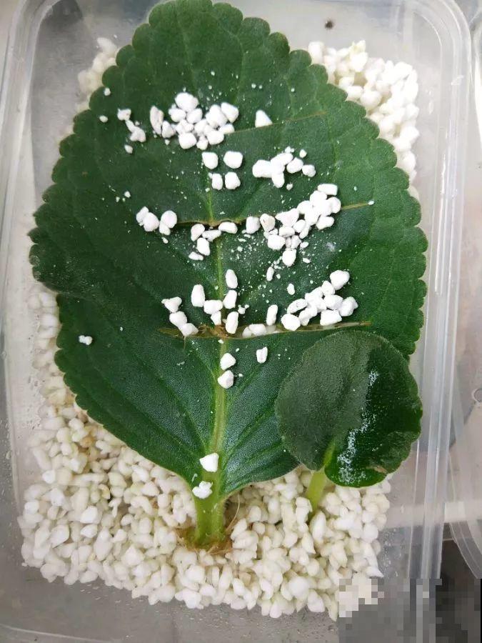 最耐阴的花就是它，没光也能全年开，叶子丢土里就冒芽！