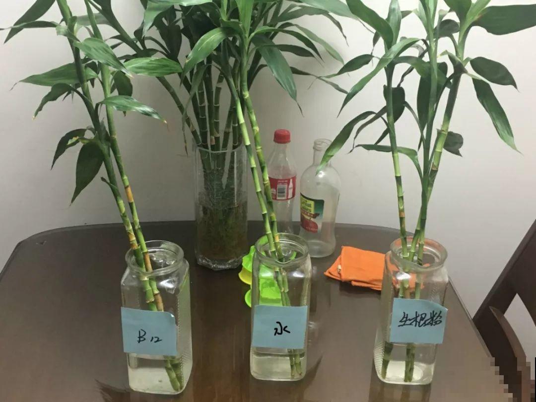 水培富贵竹加啥好？现场对比实验，太真实了！