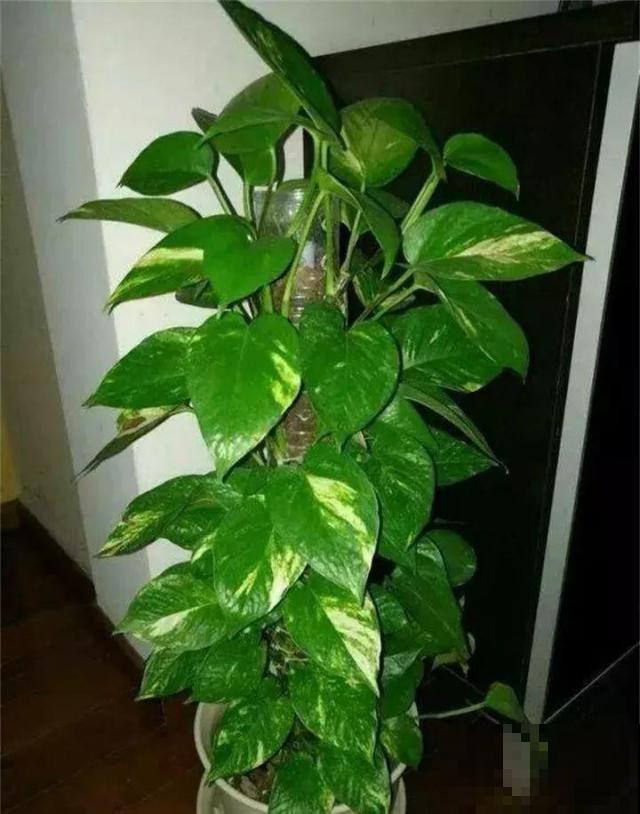 啤酒能不能浇花？这个还真不好说，要看怎么浇水！