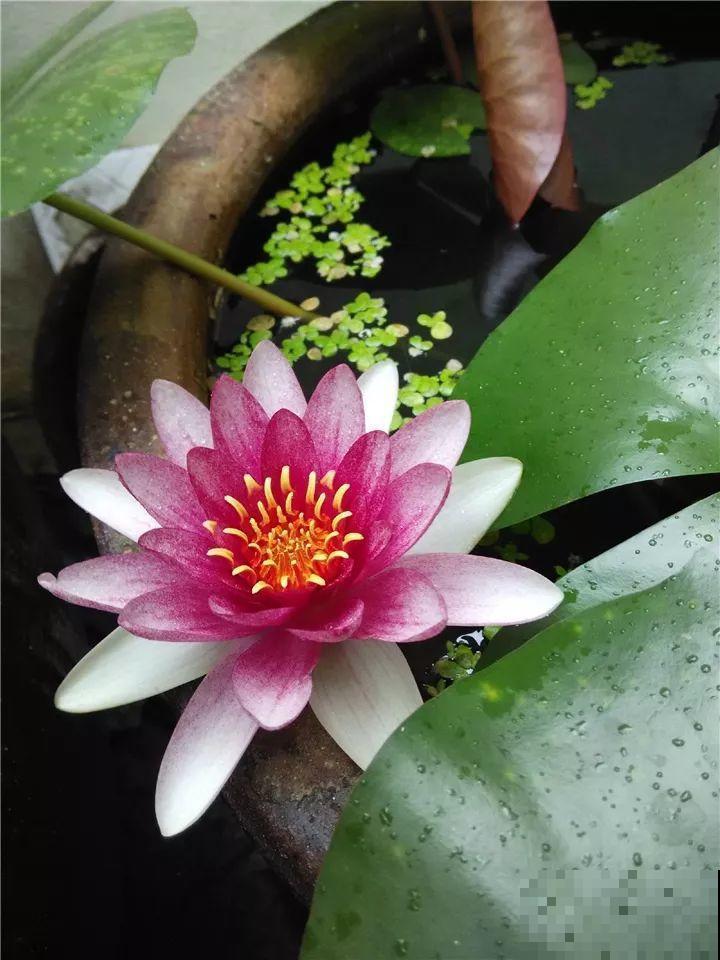 这10种“水桶花”，夏天得用大缸养，越浇水长得越疯狂！