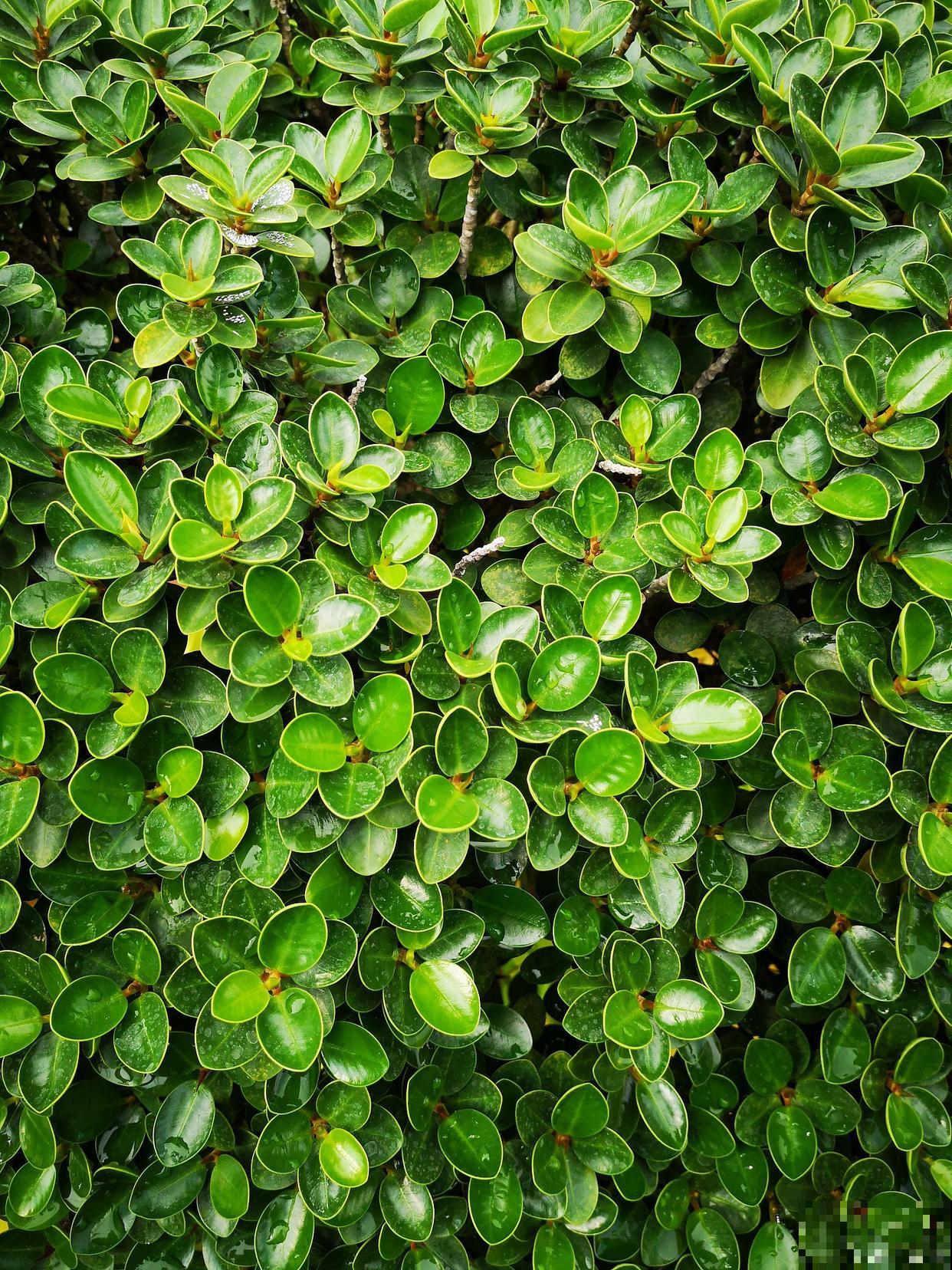 如何种植垂盆草？