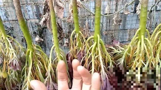 把多肉当腊肉挂起来，变成1米老桩，再热都不怕！