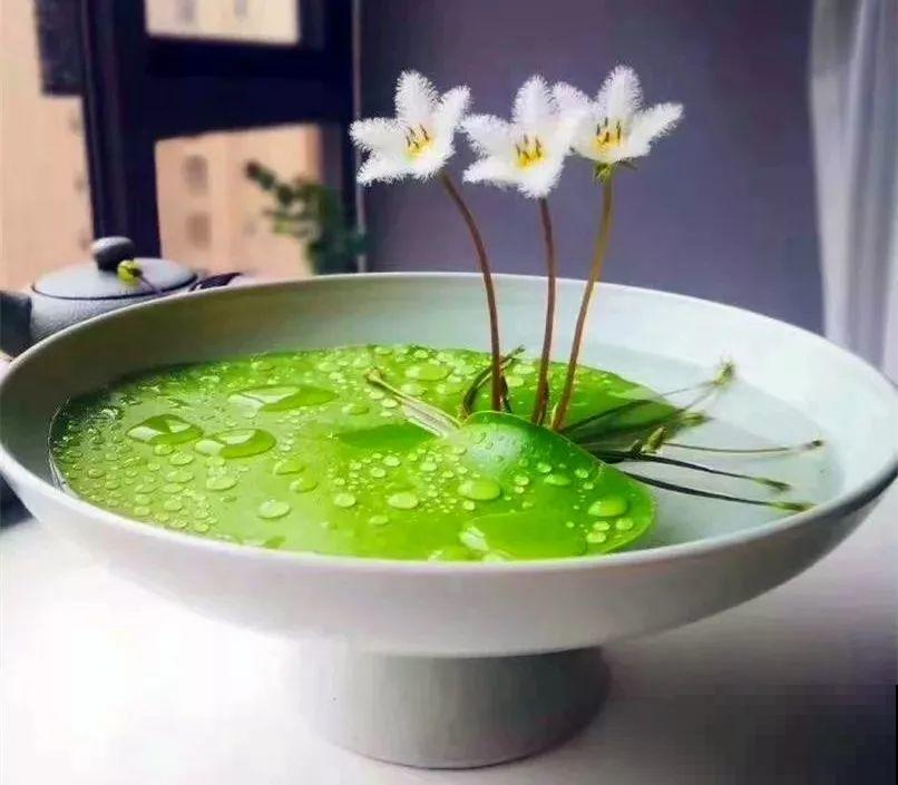 这10种“水桶花”，夏天得用大缸养，越浇水长得越疯狂！