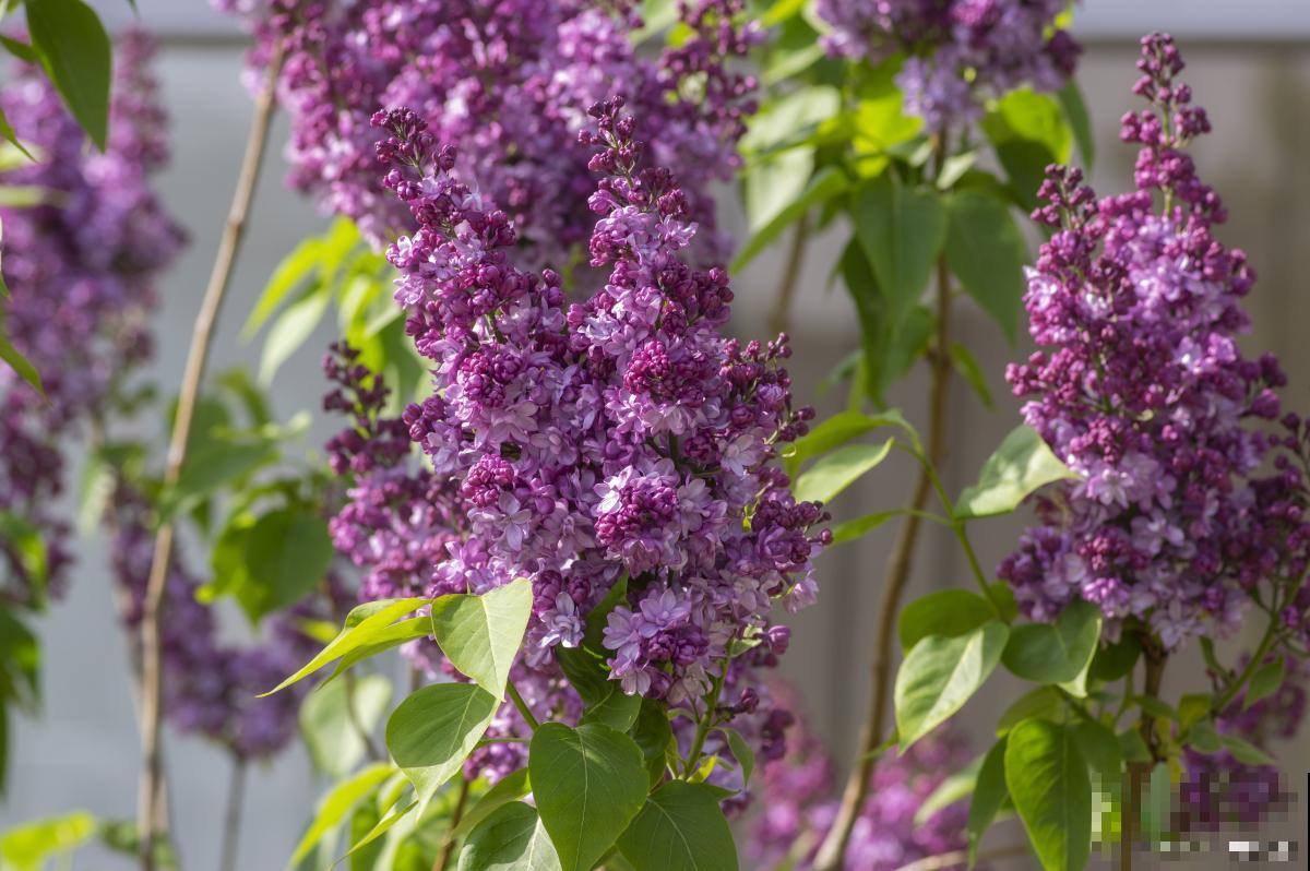 丁香花在什么时候开花