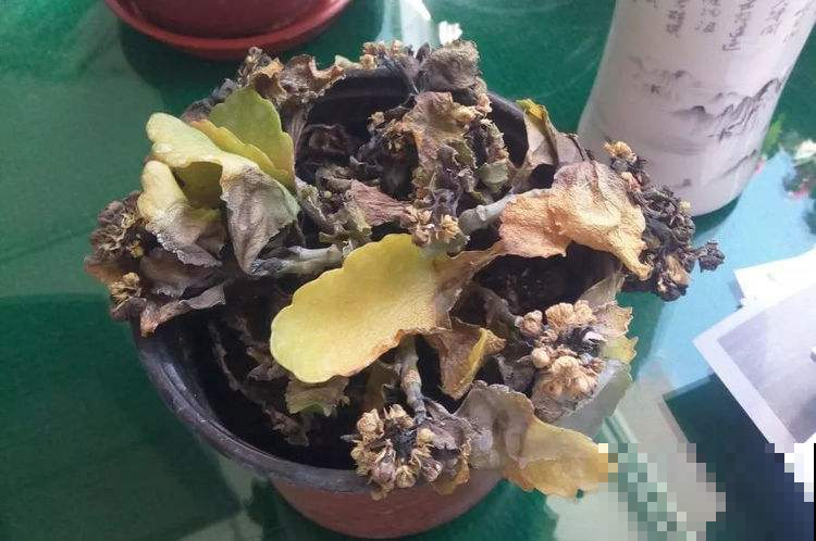谁说夏天干燥要多浇水？这几种花稍微多浇就烂了，赶紧住手！