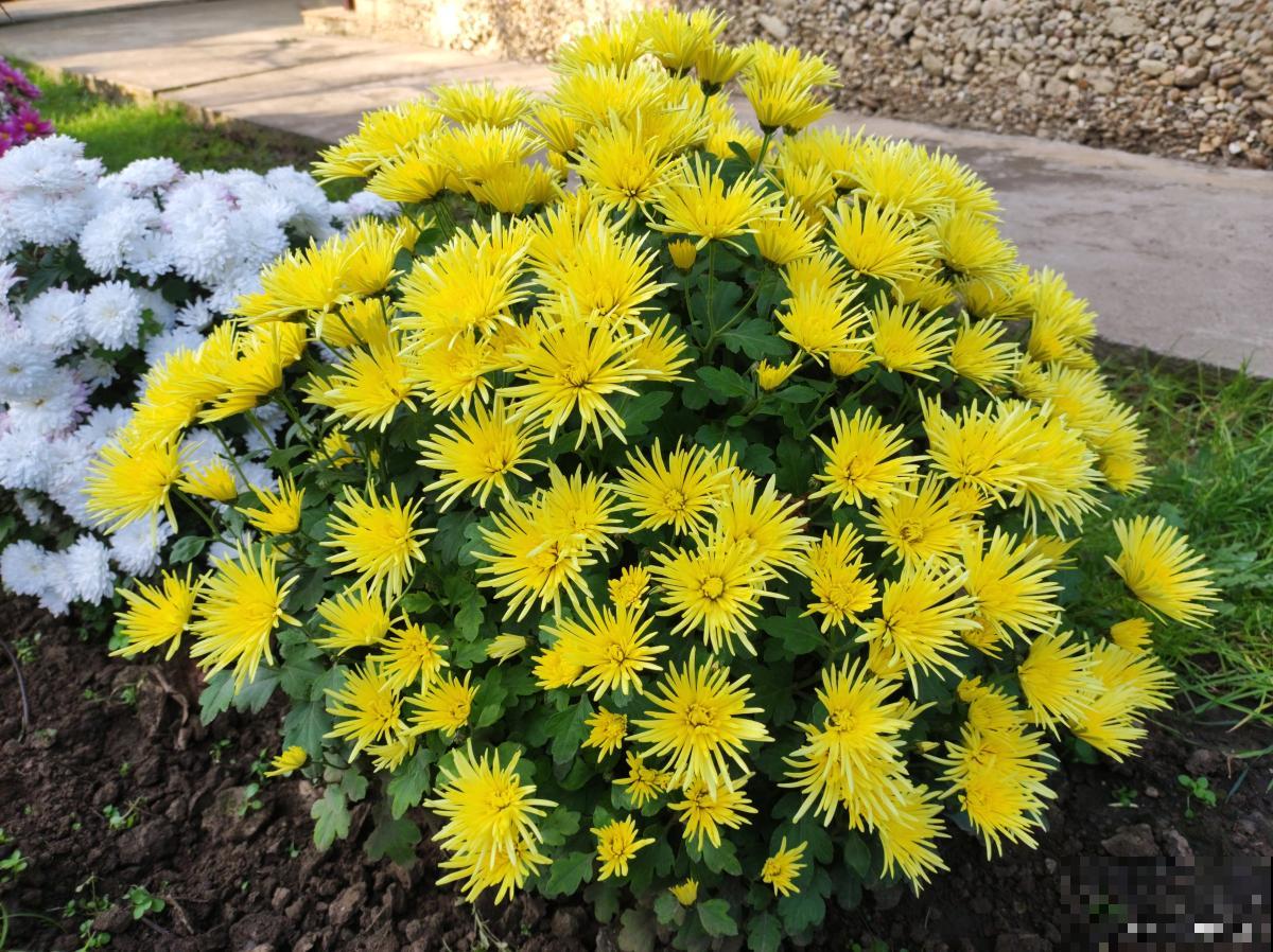 麦秆菊如何制作干花