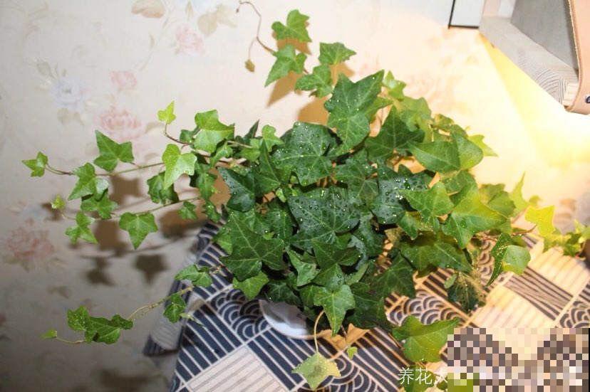 适合养在房间里的6种花，净化空气还降温，让你远离空调病！