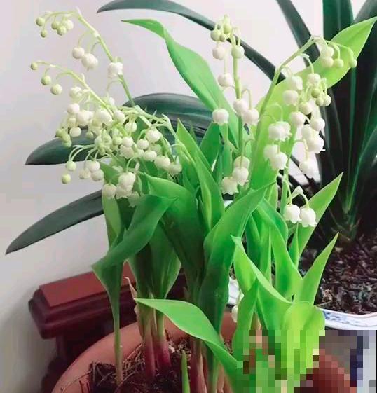 立春之后，5种花赶紧上肥料，两个月后就开爆