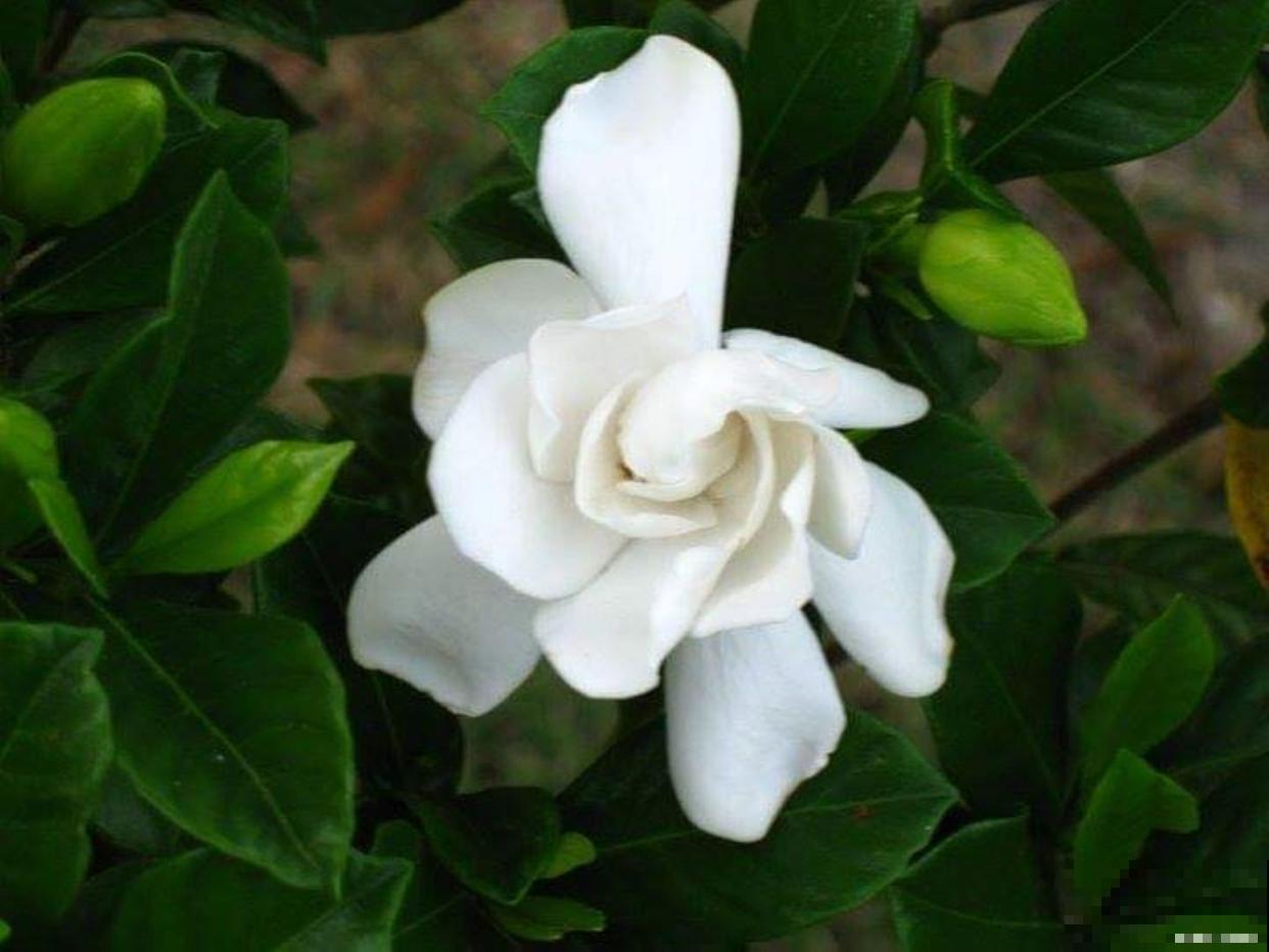 栀子花为什么变黄