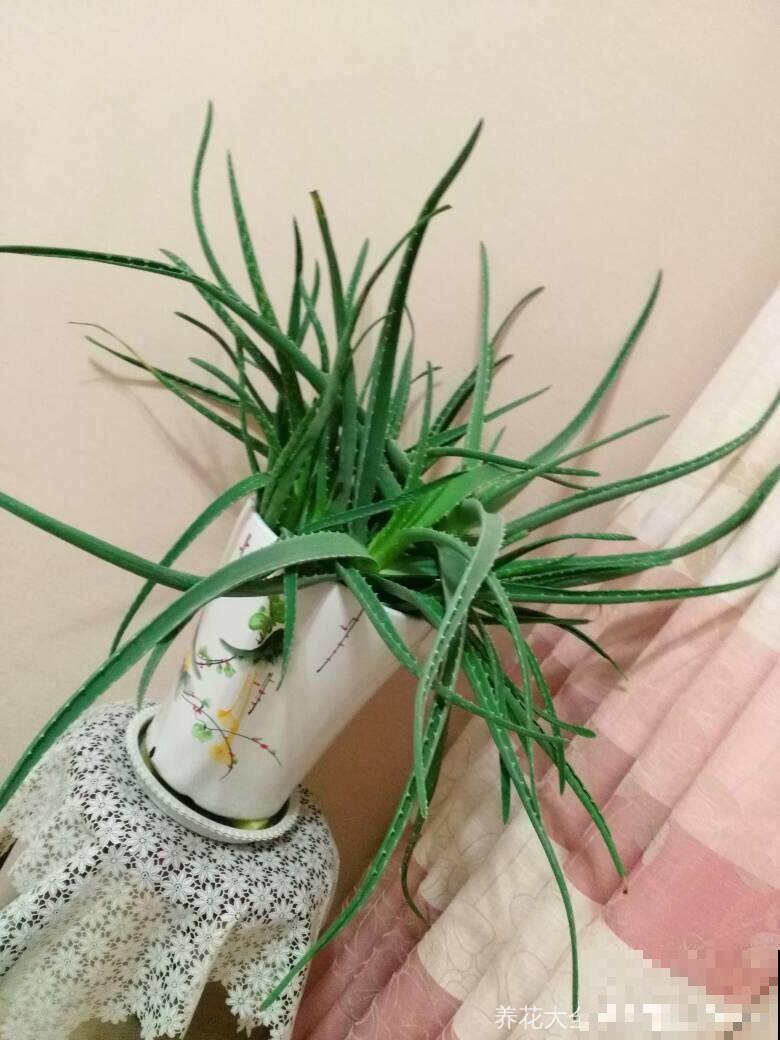 适合养在房间里的6种花，净化空气还降温，让你远离空调病！