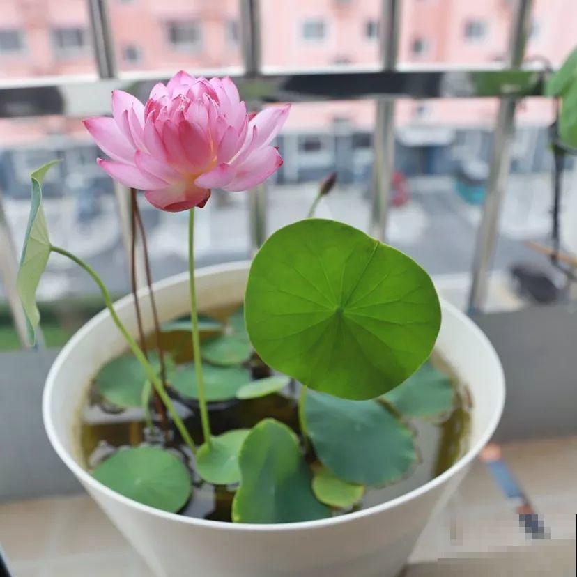 这花爱喝水，一天灌一瓢，三伏天也能开爆盆！