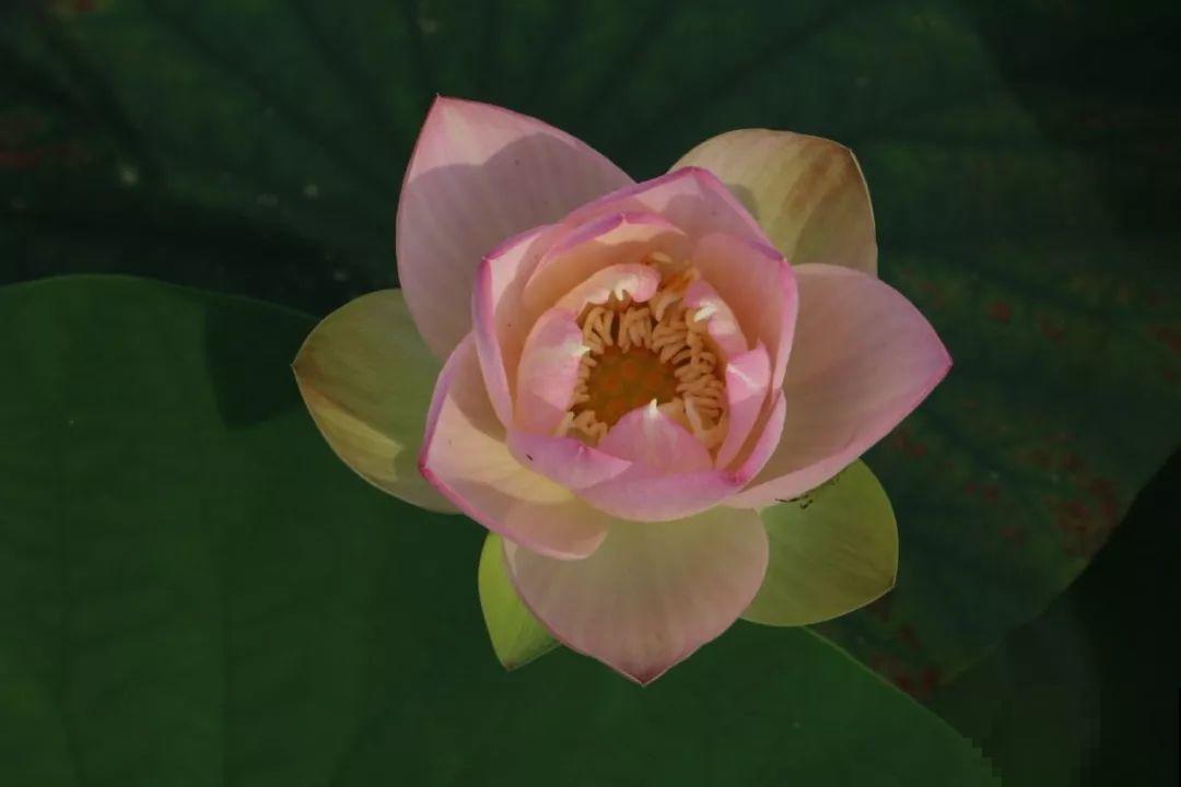 月季绣球看够了？夏天就要来盆碗莲，花美还好养！
