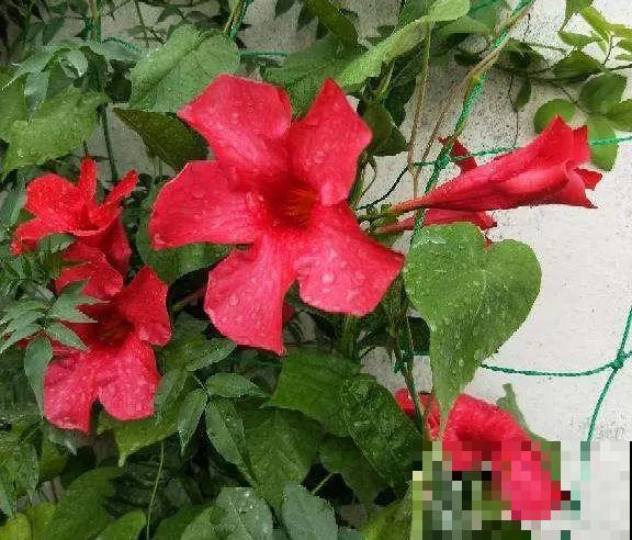 夏天养这15种花，越晒越爆盆，阳台瞬间热闹起来！