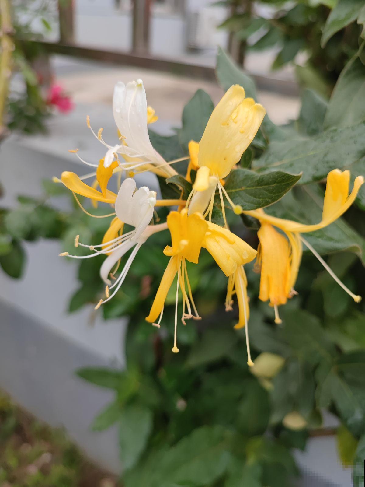 4种"杀菌花"，香气清新还能抑菌，居家常备身体好