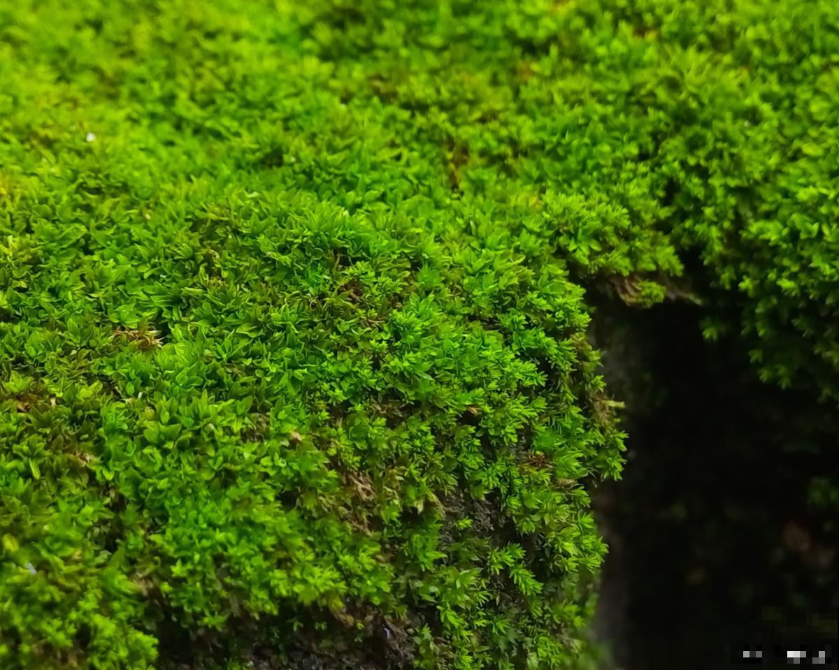 盆景青苔变黄怎么办