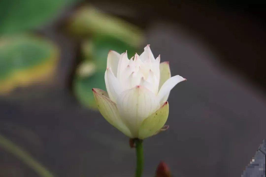 碗莲就得夏天种，丢种子到大缸，花全冒出来！