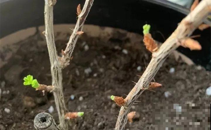 记忆中的灯笼果，买不到就自己种棵树苗，现摘现吃，新鲜又方便！