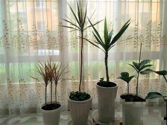 这5种花，专吸二手烟，喷喷水叶子油绿又茂盛！