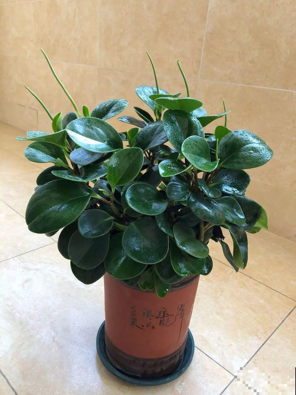 养了这么多年的花第一次开，满屋子都是香味，好运气都来了！