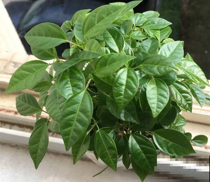 百香果、无花果，自己在家就能种，1根枝结3斤果！