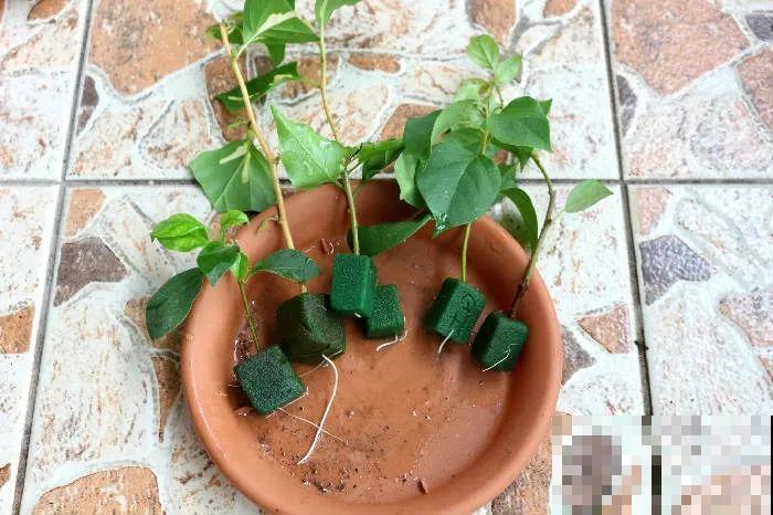 8种夏天扦插花，现在掐枝，下个月有花赏！