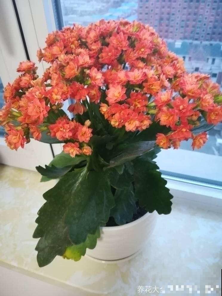 适合养在房间里的6种花，净化空气还降温，让你远离空调病！