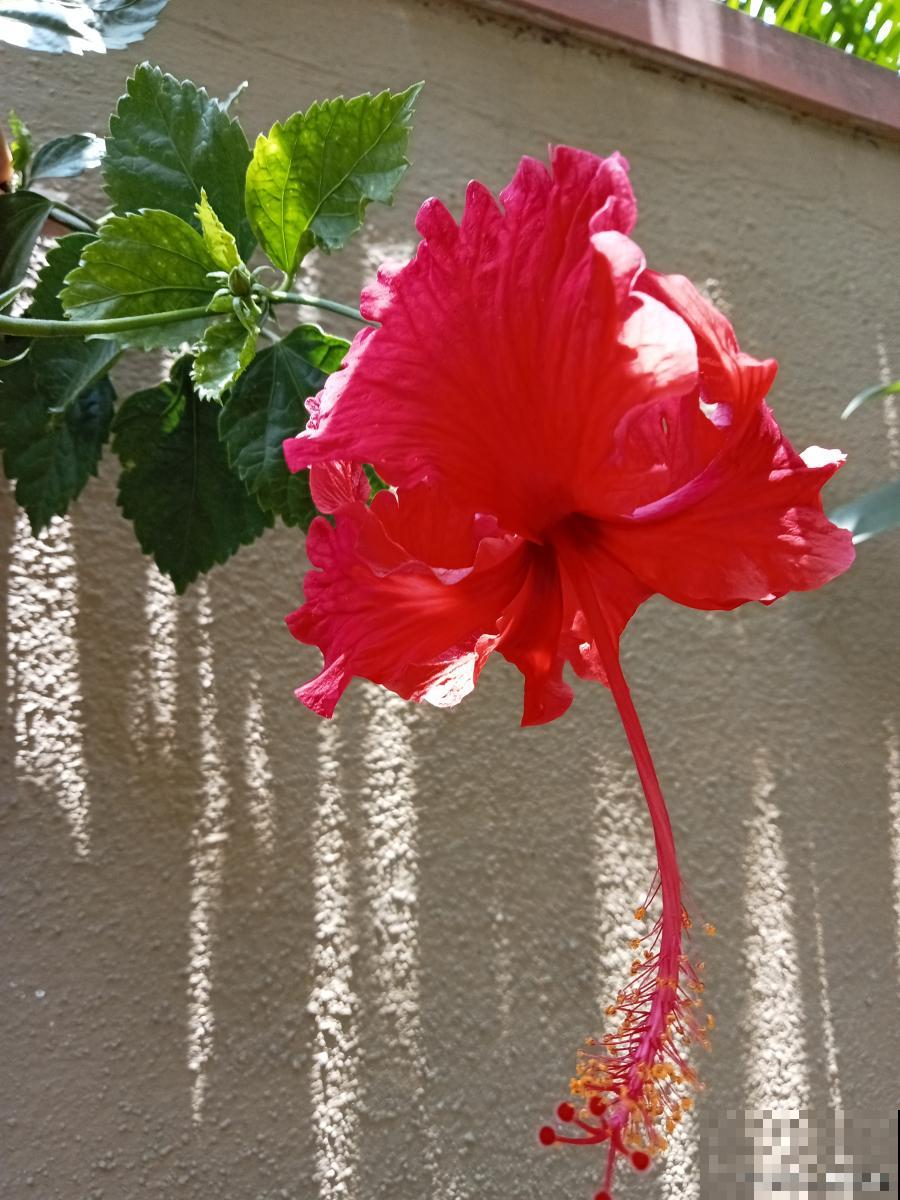 扶桑花色是什么颜色