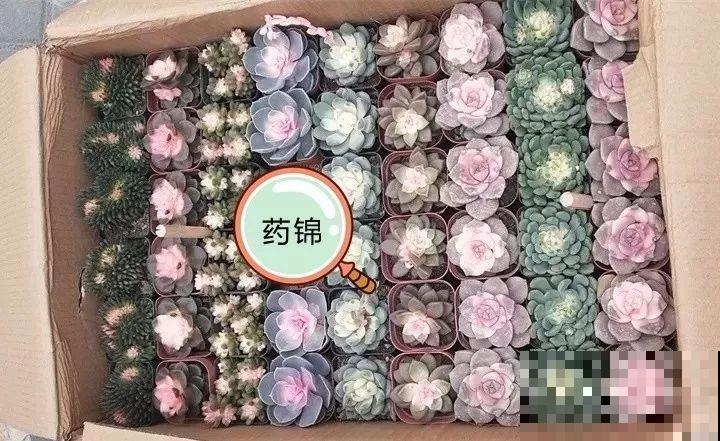 养了两个月的花，竟发现是假的？这些套路还真得摸清楚！