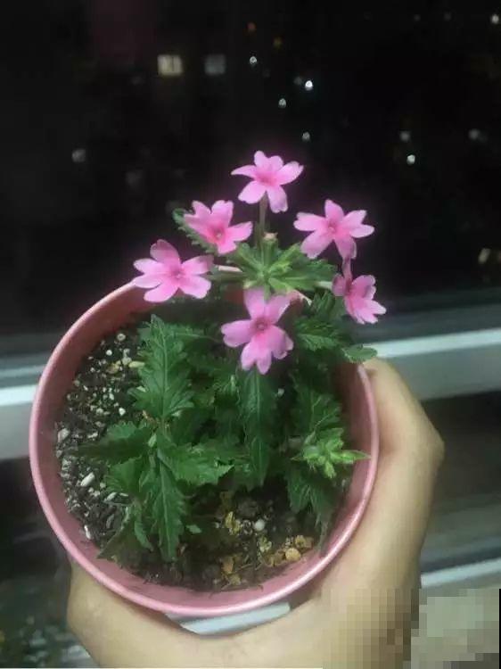8种夏天扦插花，现在掐枝，下个月有花赏！
