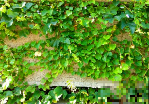 这4种花，叶子油绿还省心，越养家里空气越好！