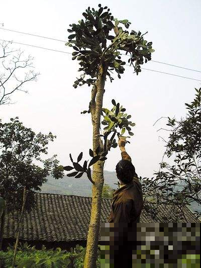 她家养了三十年的仙人掌变身传家宝，路边的树都没它高，心服口服