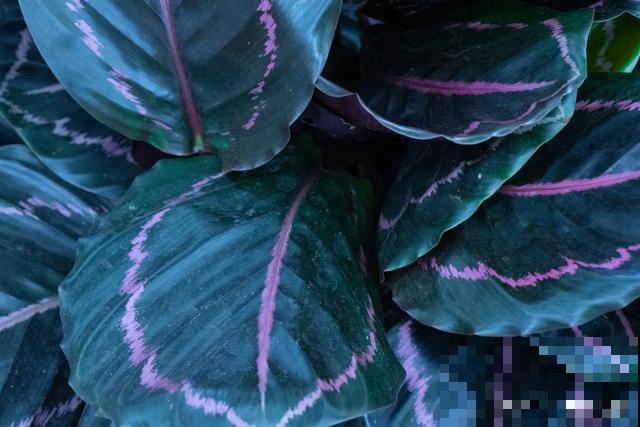 天鹅绒植物怎么养